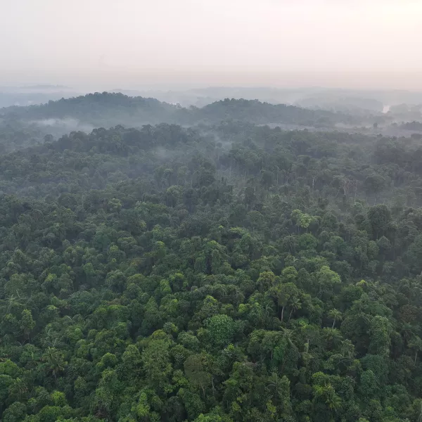 panoramic view of a rainforest near Singapore