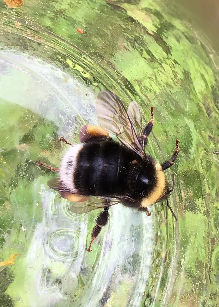a furry, black, white and yellow western bumble bee crawls along the bottom of an upside down glass
