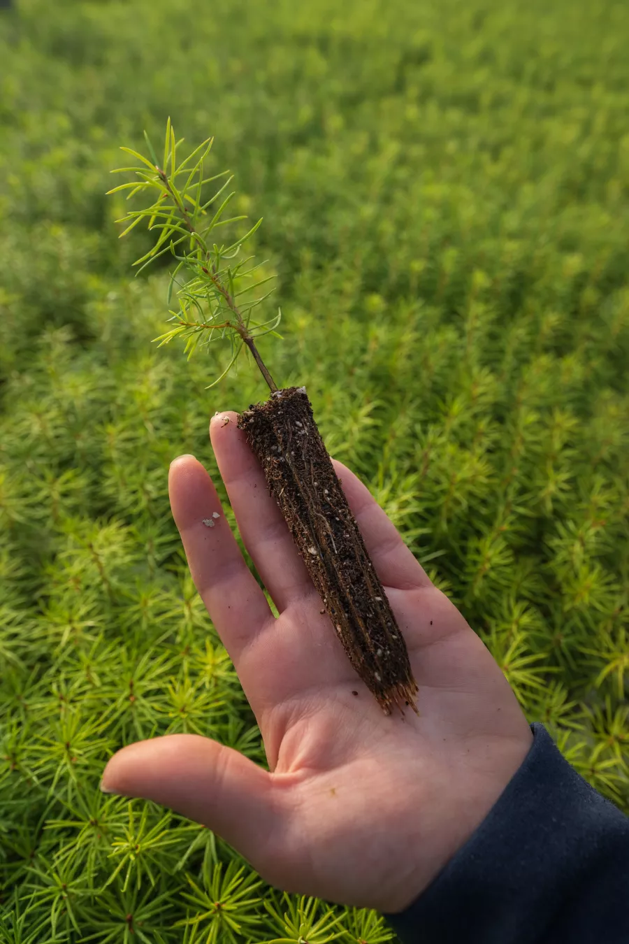 a single seedling lies flat in a person's hand