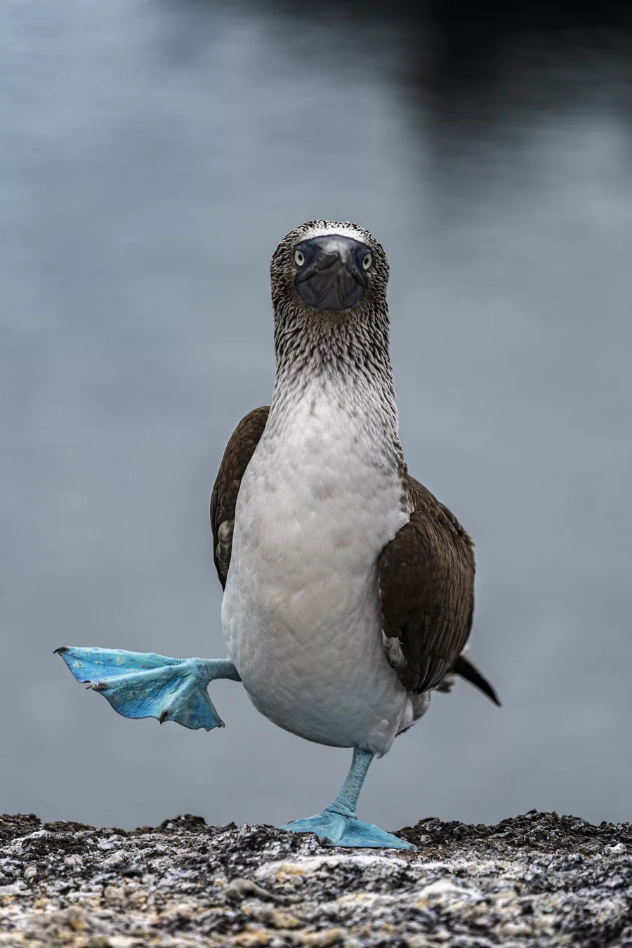 A booby with one foot in the air, as if caught in the middle of a dance