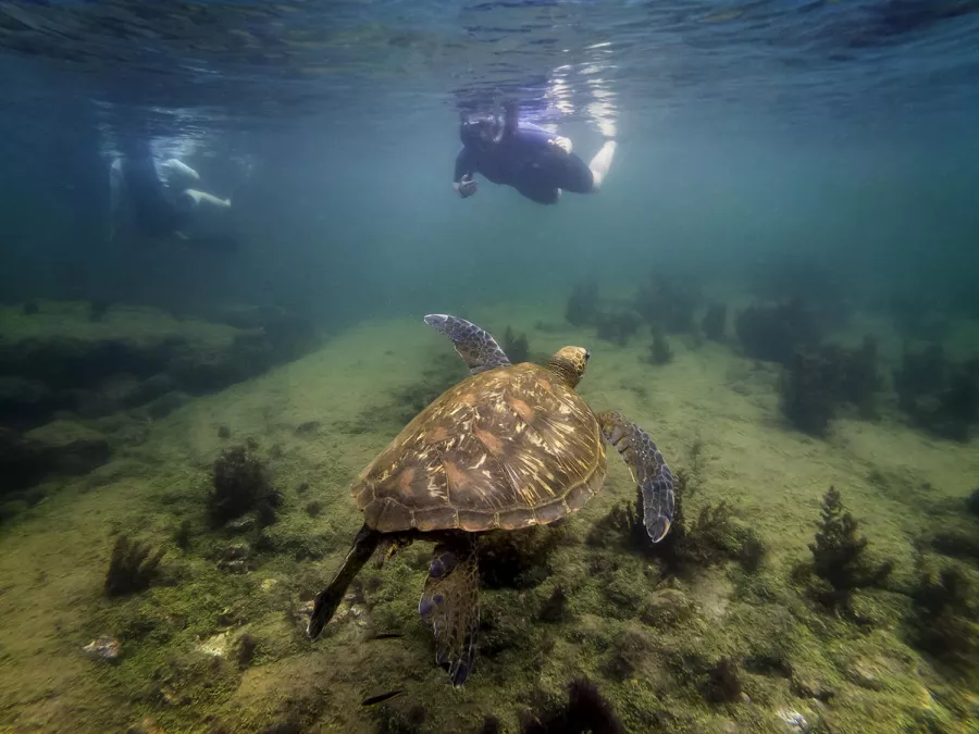 A sea turtle swimming towards a snorkeling Western student