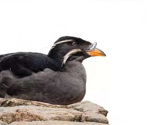 an auklet sits on a rock