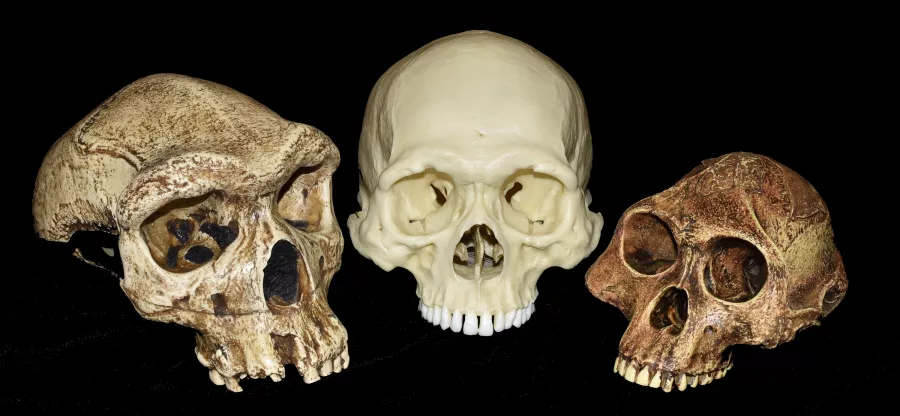 Three hominid skulls of different sizes and shapes 