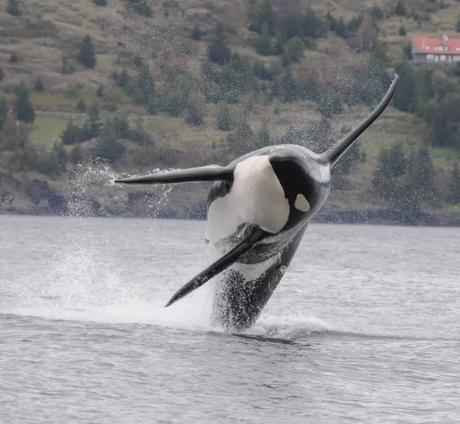 an orca whale leaps out of the water torward the camera