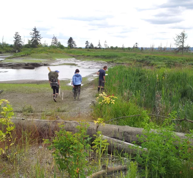 three student researchers walk away on a mudflat surrounded by marsh grass 