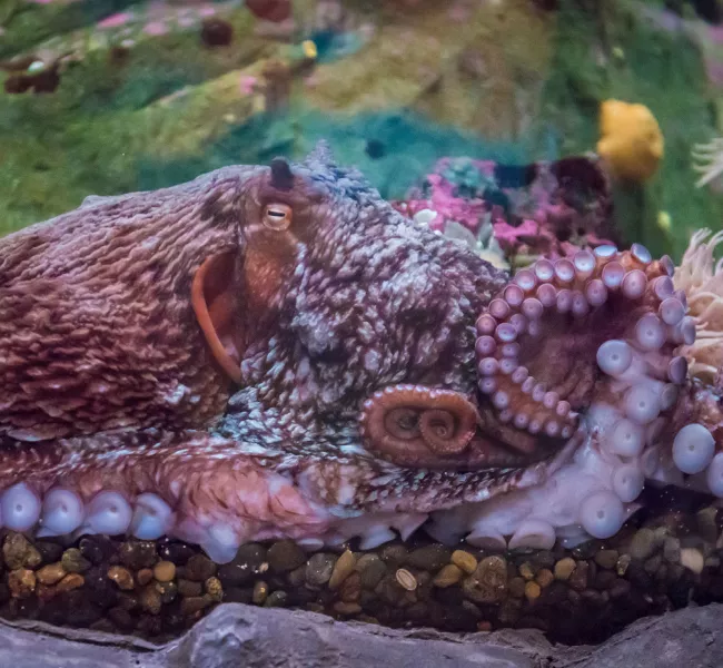 an octopus in an aquarium tank, its tentacles and suckers resting against the glass