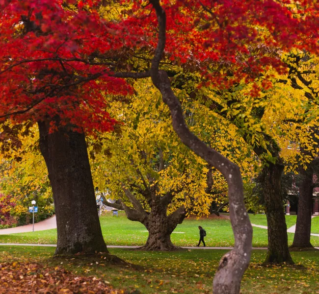 an autumn view of Old Main lawn, with a student walking beneath trees filled with vibrant fall colors 