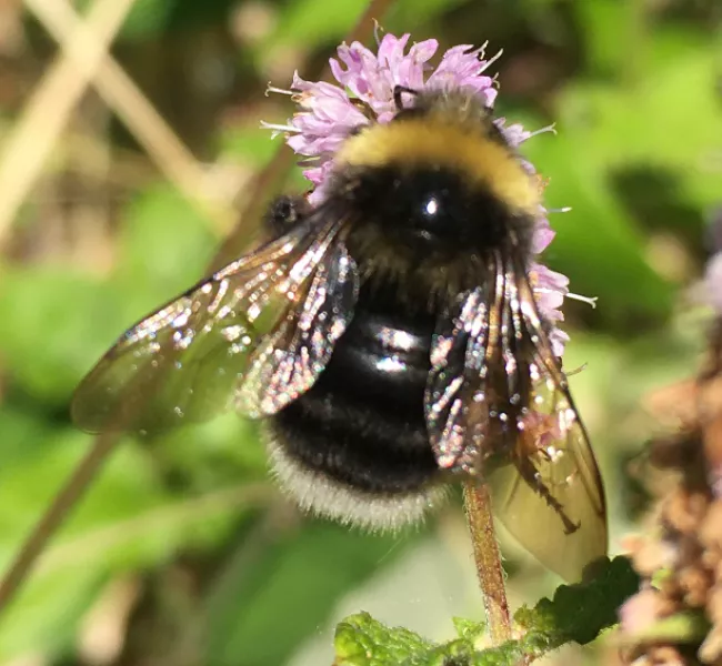 a fuzzy, black and yellow western bumble bee lands on a small purple flower