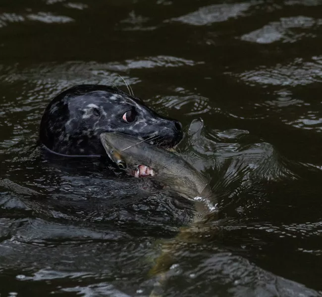 a seal&#039;s head is above water, chomping on a salmon