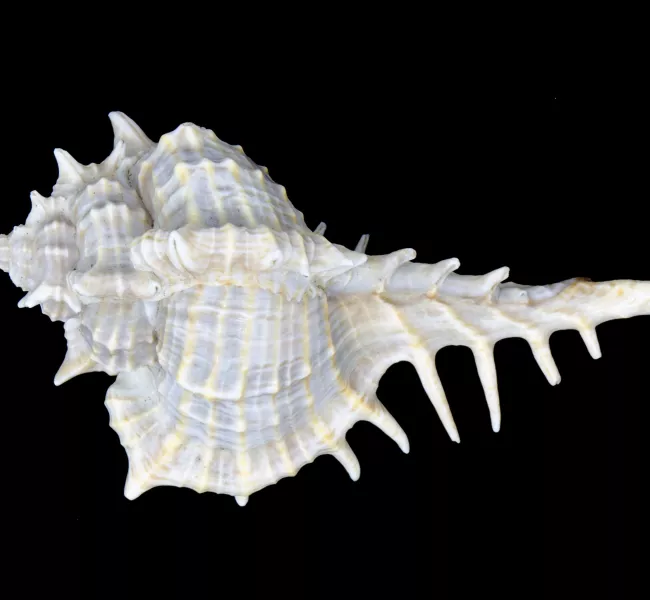 Vokesimurex elenensis, a white, spiny sea snail with a long spindle and cream-colored stripes