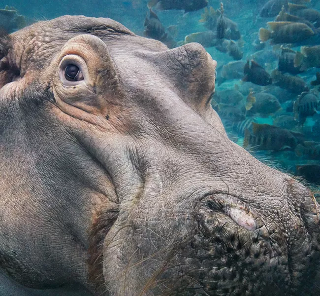 Hippopotamus underwater, surrounded by a school of fish