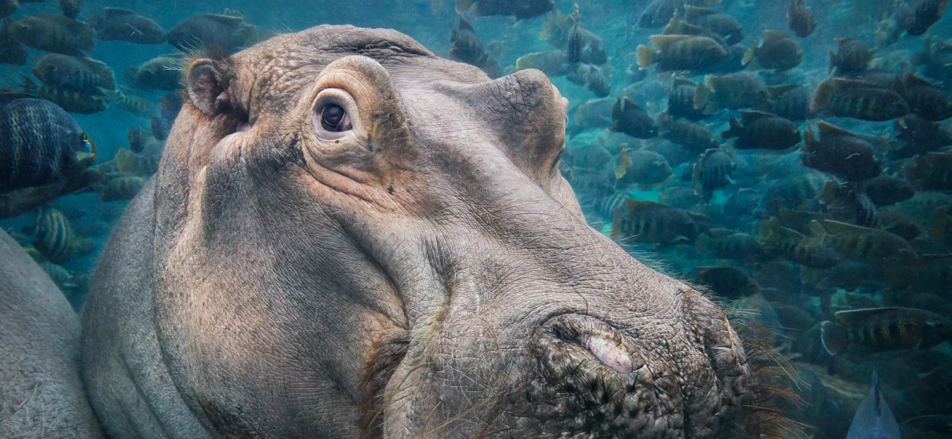 a hippopotamus under the water surrounded by a school of fish