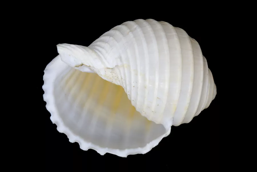 a thin-shelled Tonna shell, white, translucent with a grooved surface. 