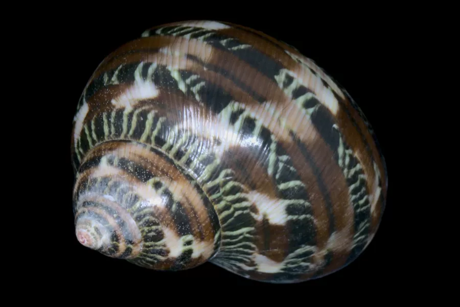 A tapestry turban sea snail Turbo petholatus, with brown and black-and-white patterned stripes. 